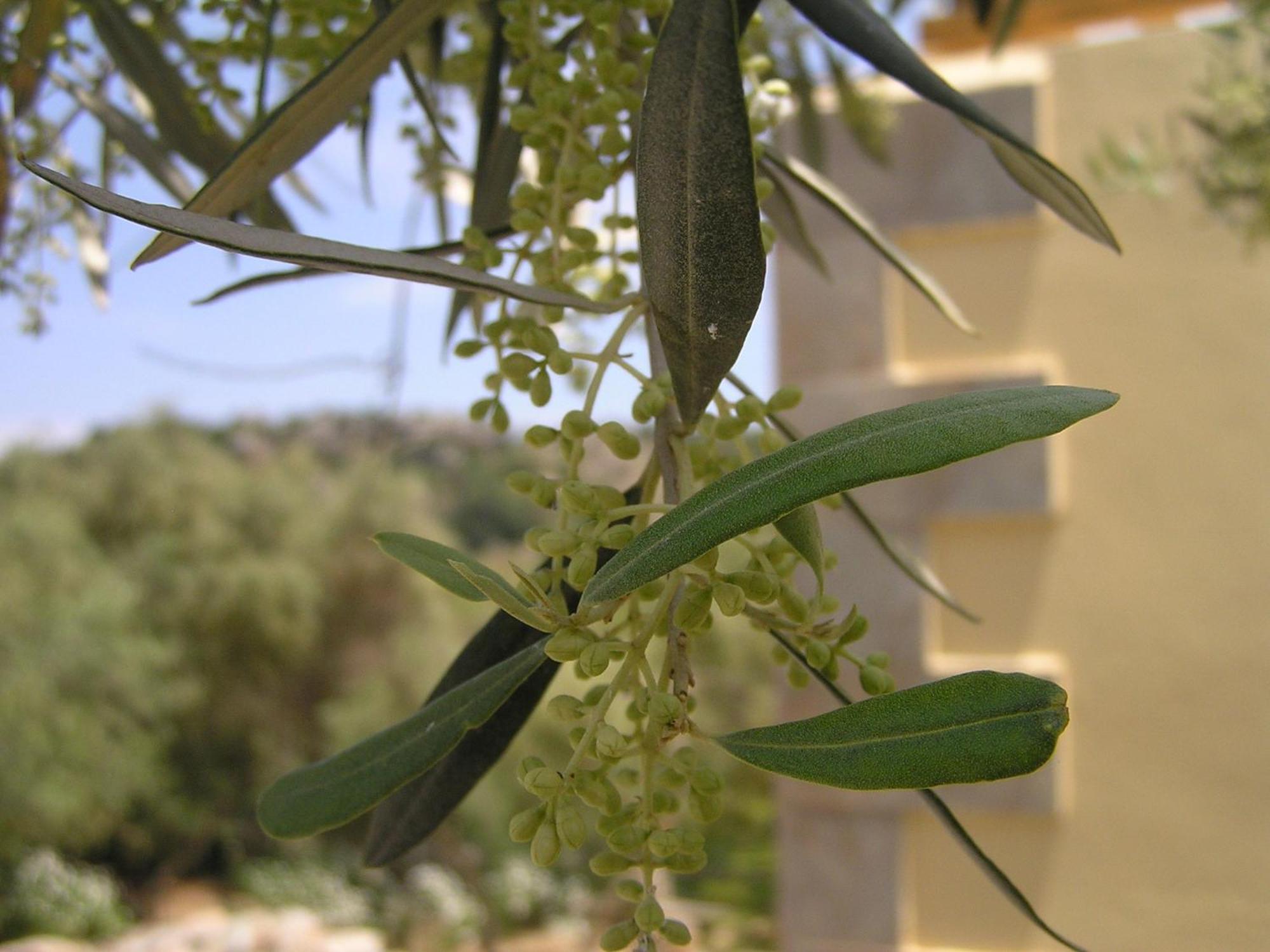 Kaloniktis Stratos Villas מראה חיצוני תמונה